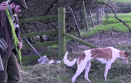 Ferreting teamwork