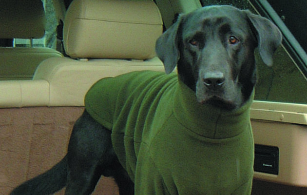 Lab in a fleece