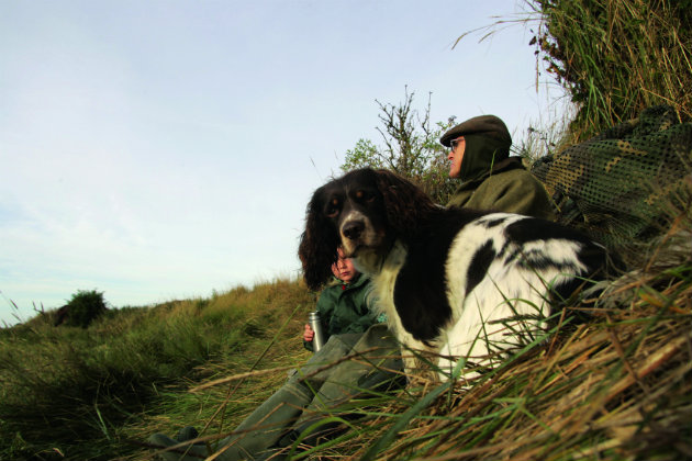 sprocker working dog