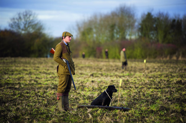 working dog