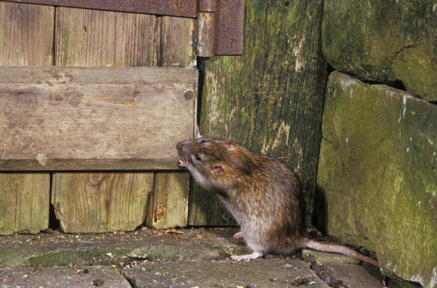 Brown rat