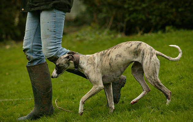 Lamping with lurchers