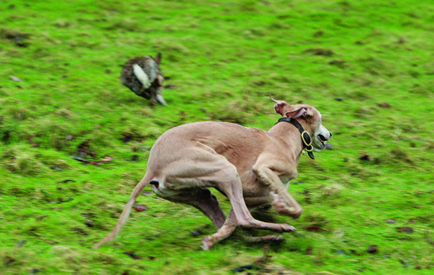 Lurcher