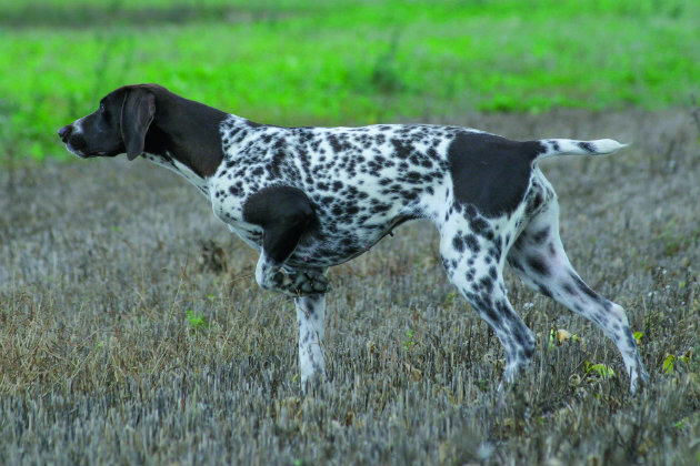 German shorthaired pointer