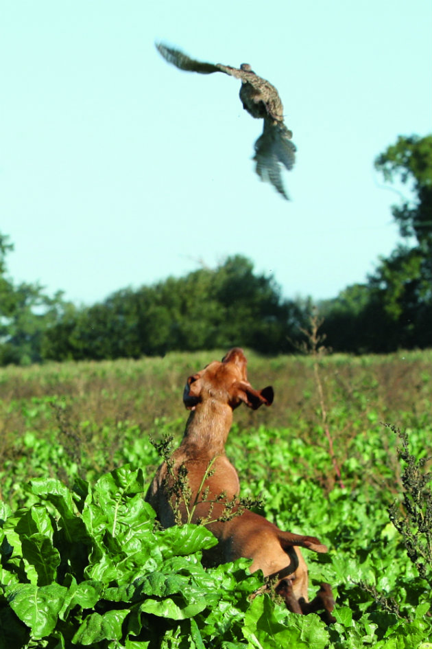 HPR breeds