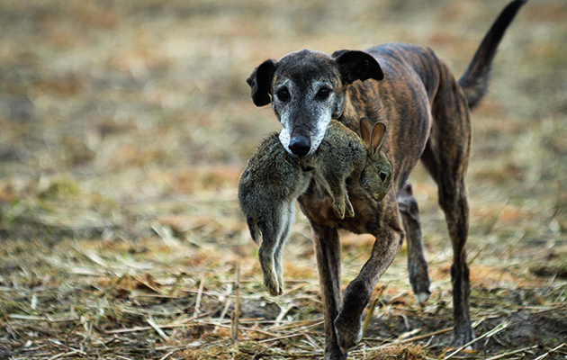 Retiring lurcher from ferreting