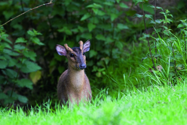 Muntjac deer