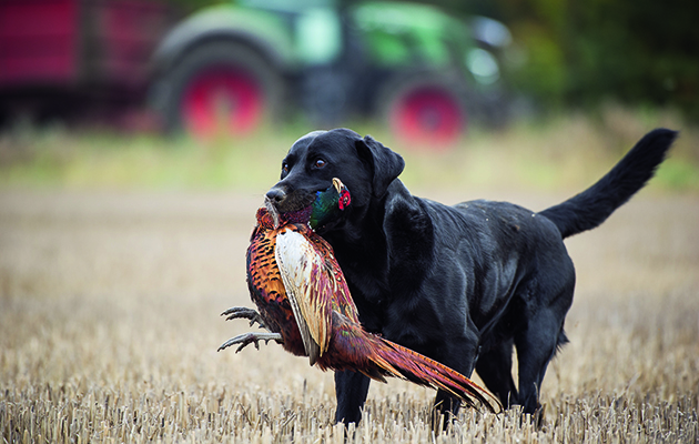 Labrador