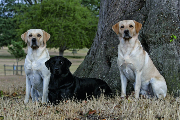 Black and yellow Labrador retrievers