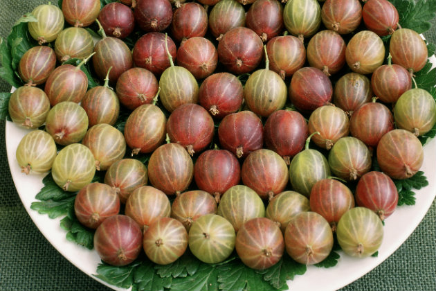 fresh gooseberries