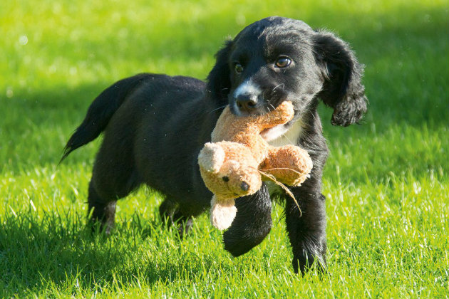 working cocker spaniel puppy