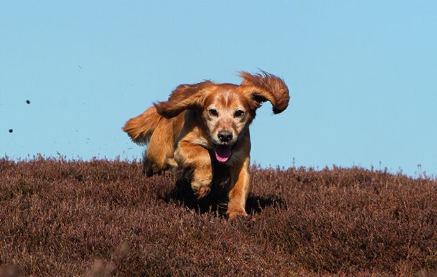 Grouse counts