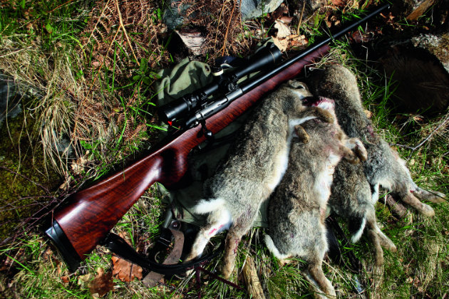 shot rabbits in pile