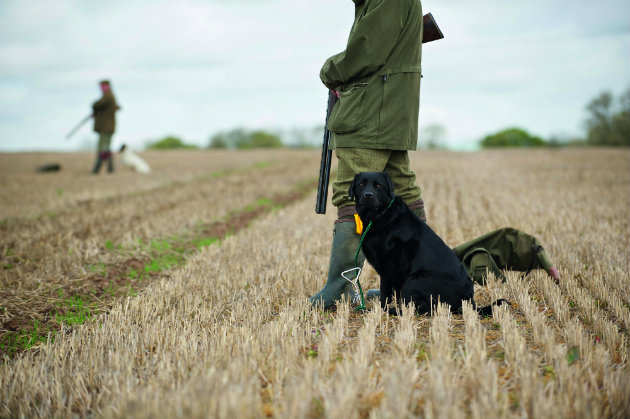 stopping a gundog running-in