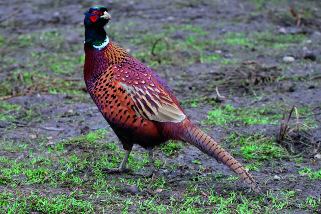 Polish Bazanty pheasant