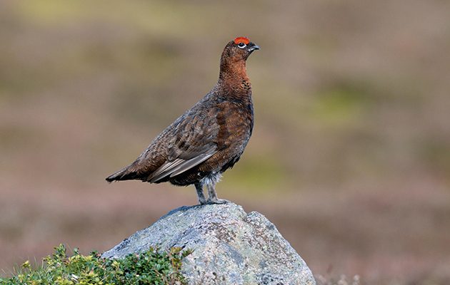 Red grouse