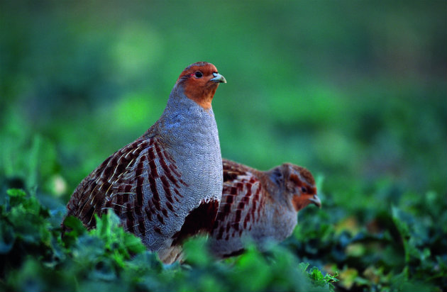 grey partridges