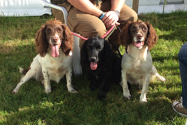 Springer spaniels with handler