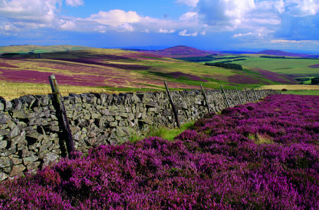 grouse moor