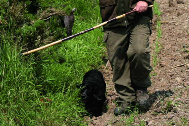 gundog ready for the beating line