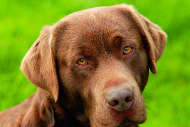 chocolate Labrador