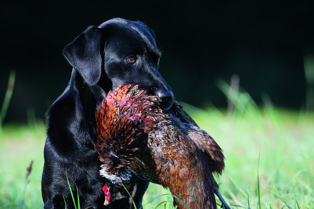 black labrador