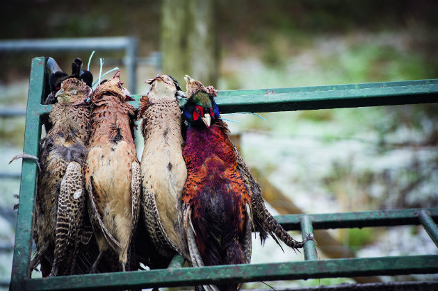 Braced up pheasants