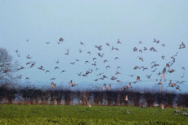 Pigeon shooting days