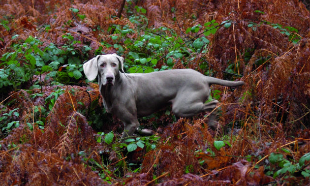 Weimaraner