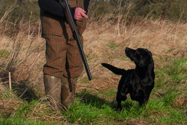 Gundog retriever