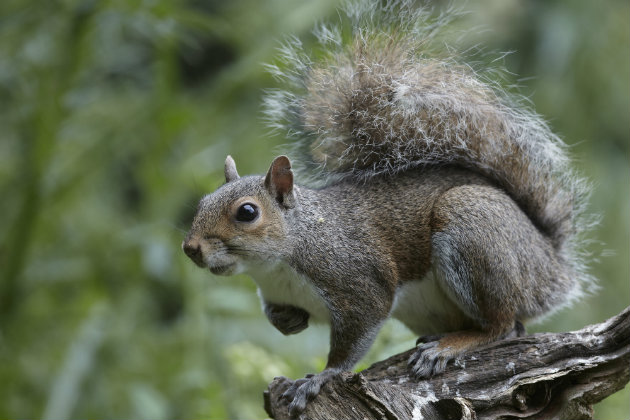 grey squirrel