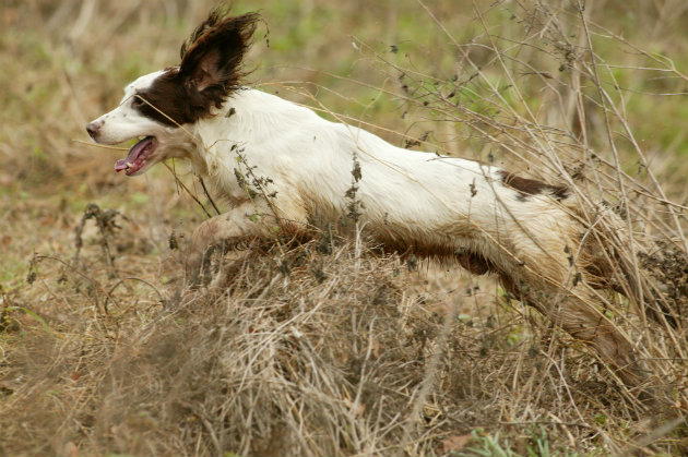 Spaniel off the lead