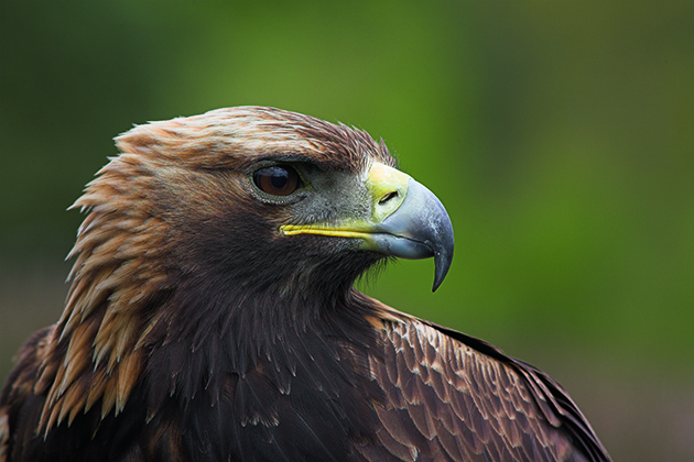 Raptor Golden Eagle