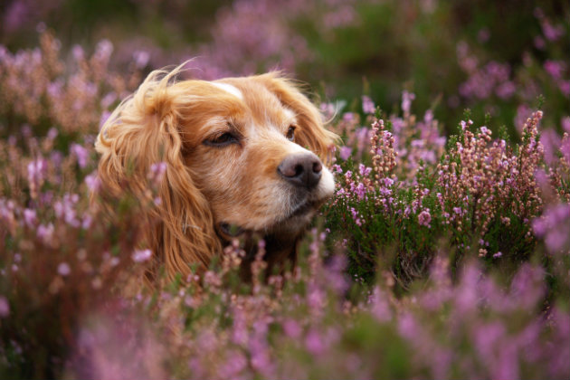 cocker spaniel