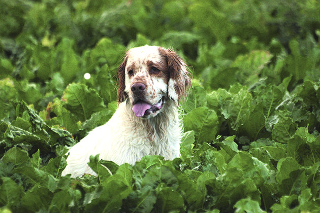 Clumber spaniel in sugar beet