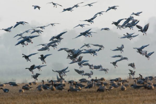 pink footed geese