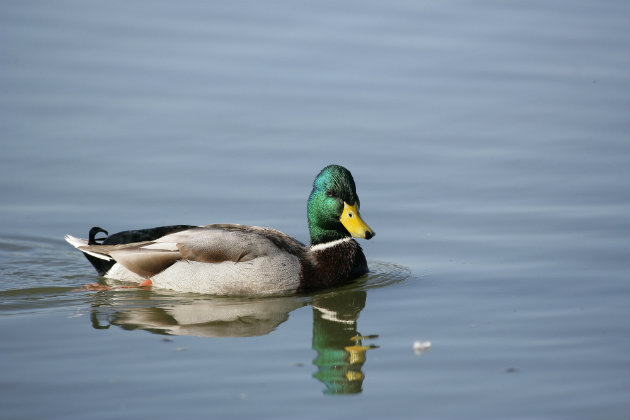 guide to wildfowling in the UK