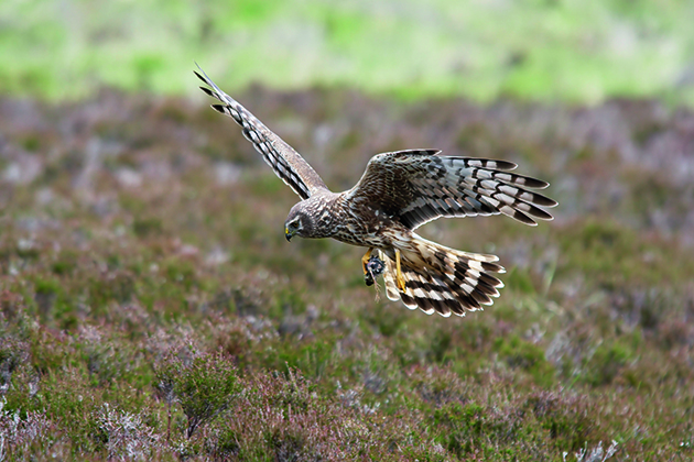 hen harrier tag