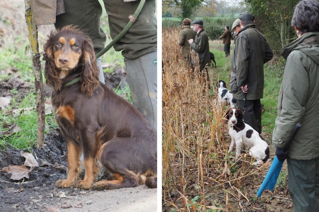 springer vs cocker spaniel