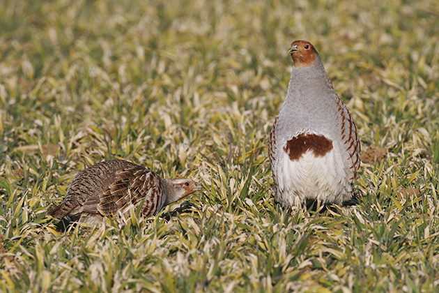 Grey partridges