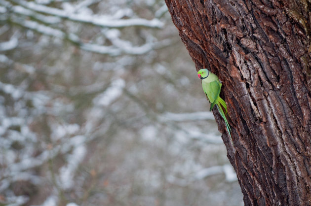 parakeets