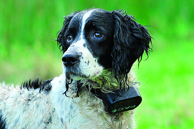 electric dog training collar