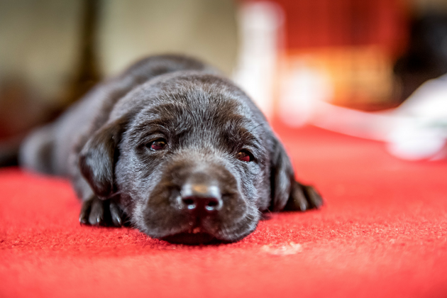 black Labrador puppy