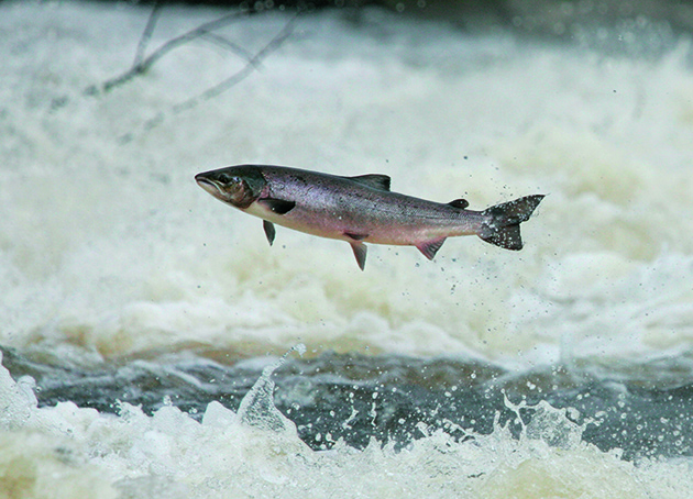 wild salmon