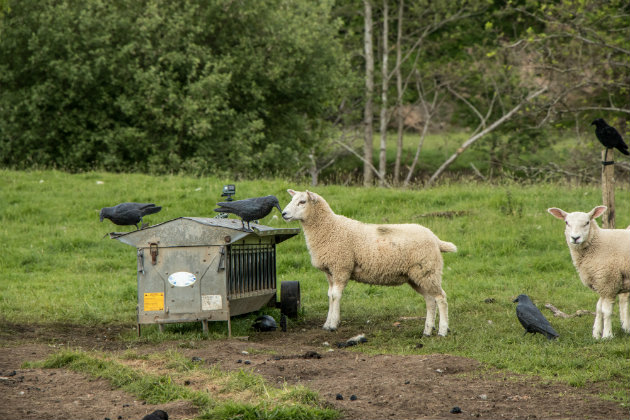 Crows with sheep