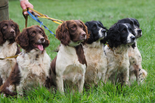 field spaniels on slip leads