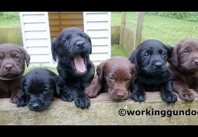 gundog puppy