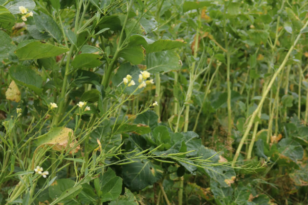 UK Mix cover crop