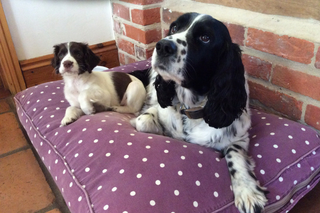 sprocker puppy with older dog