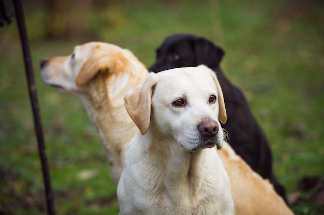 Labradors